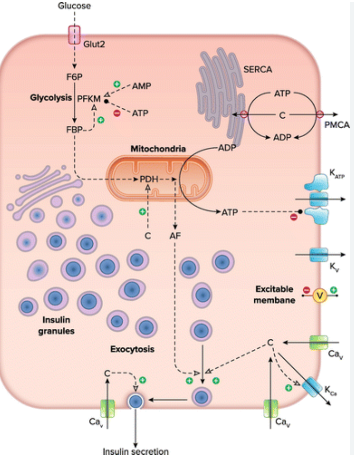 Physiology of Pulsed Insulin